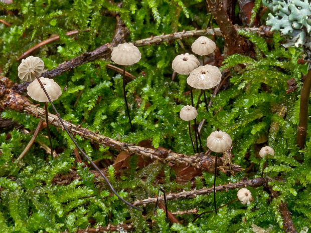 tanečnica Wettsteinova Marasmius wettsteinii Sacc. & P. Syd.