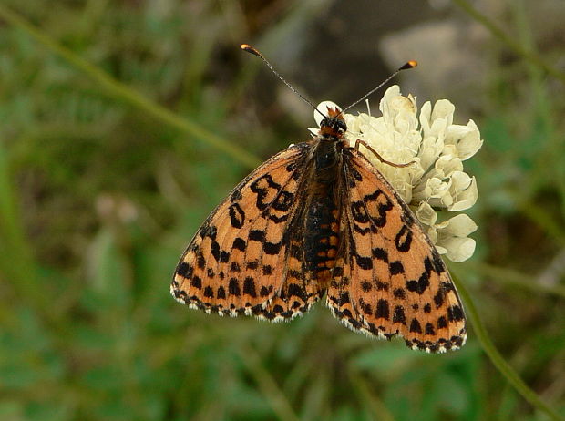 hnedáčik pyštekový Melitaea didyma Esper, 1779