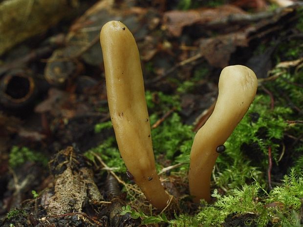 drobnojazýček Microglossum olivaceum (Pers.) Gillet