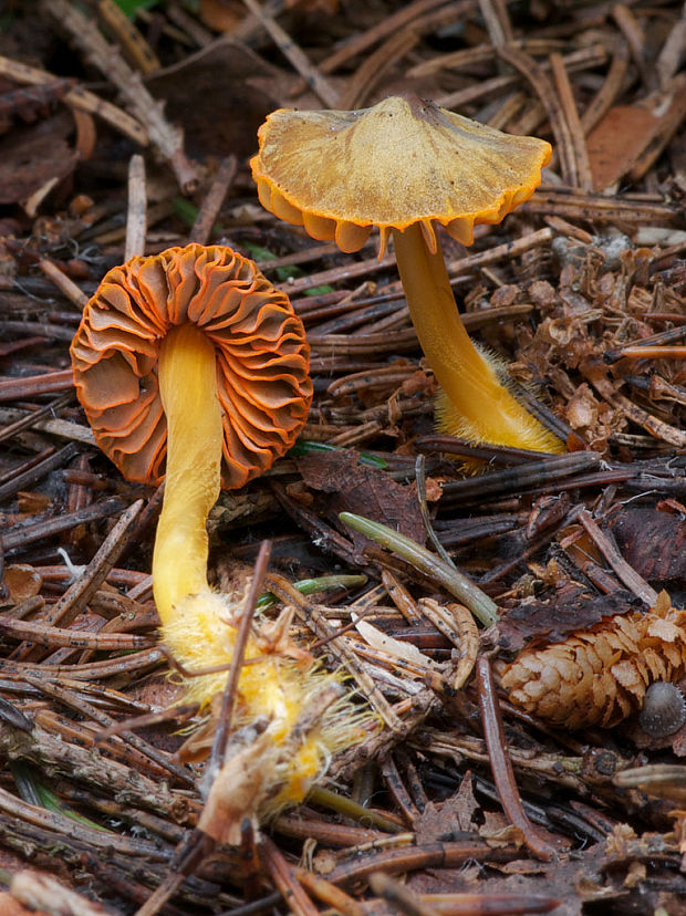 prilbička oranžovoobrúbená Mycena aurantiomarginata (Fr.) Quél.