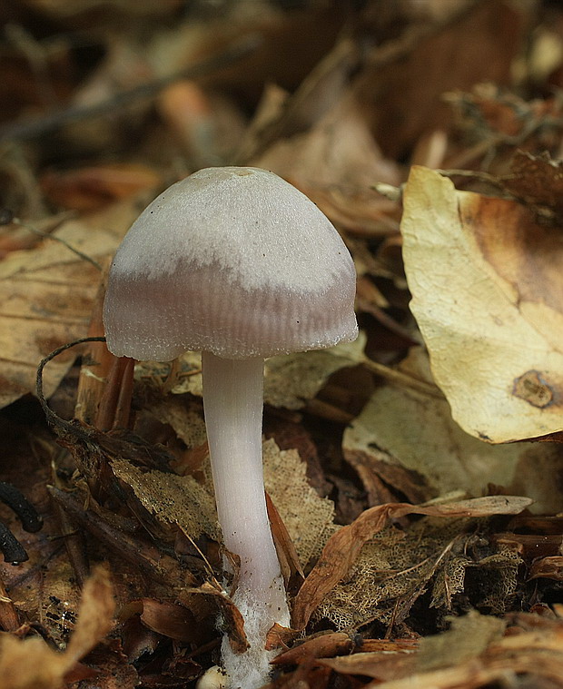 prilbička ružovkastá Mycena rosea Gramberg