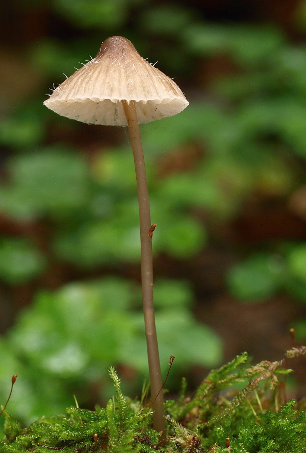 prilbička Mycena sp.