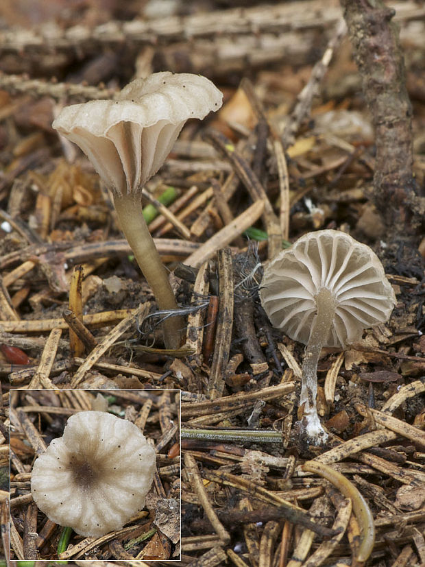 kalichovka Omphalina sp.?