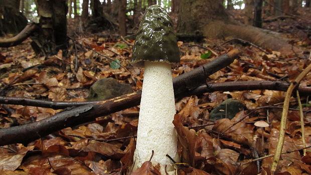 hadovka smradľavá Phallus impudicus L.