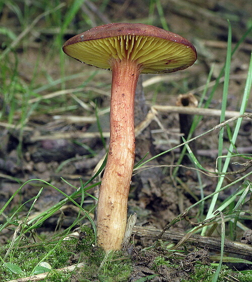 lupeňopórovec červenožltý Phylloporus rhodoxanthus (Schwein.) Bres.