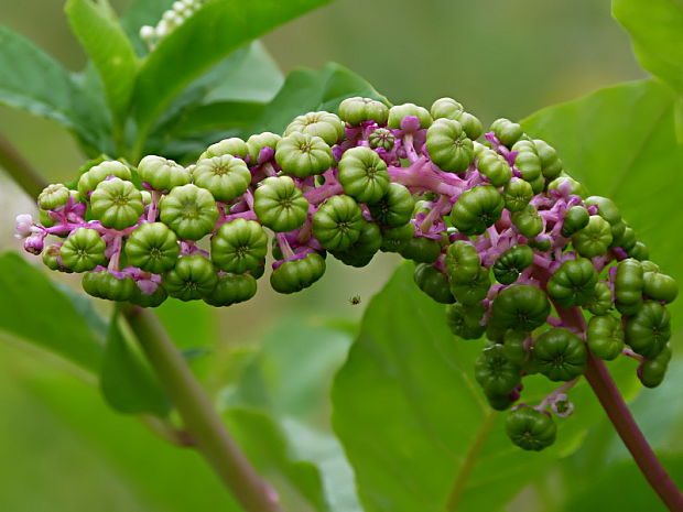 líčidlo americké Phytolacca americana L.