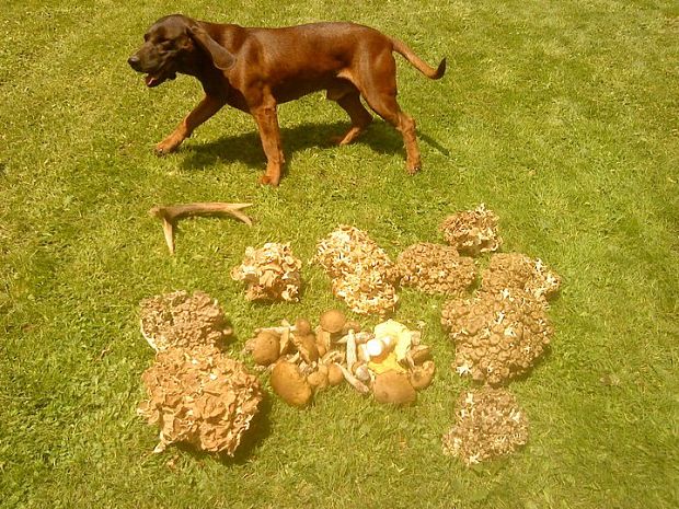 trúdnik klobúčkatý Polyporus umbellatus (Pers.) Fr.