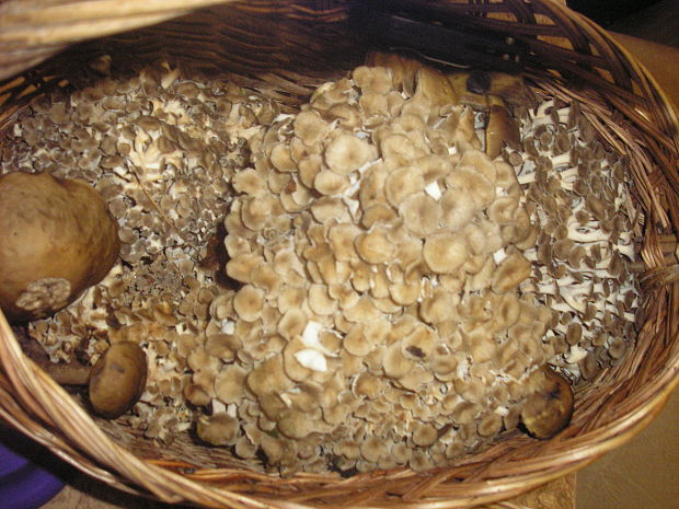 trúdnik klobúčkatý Polyporus umbellatus (Pers.) Fr.