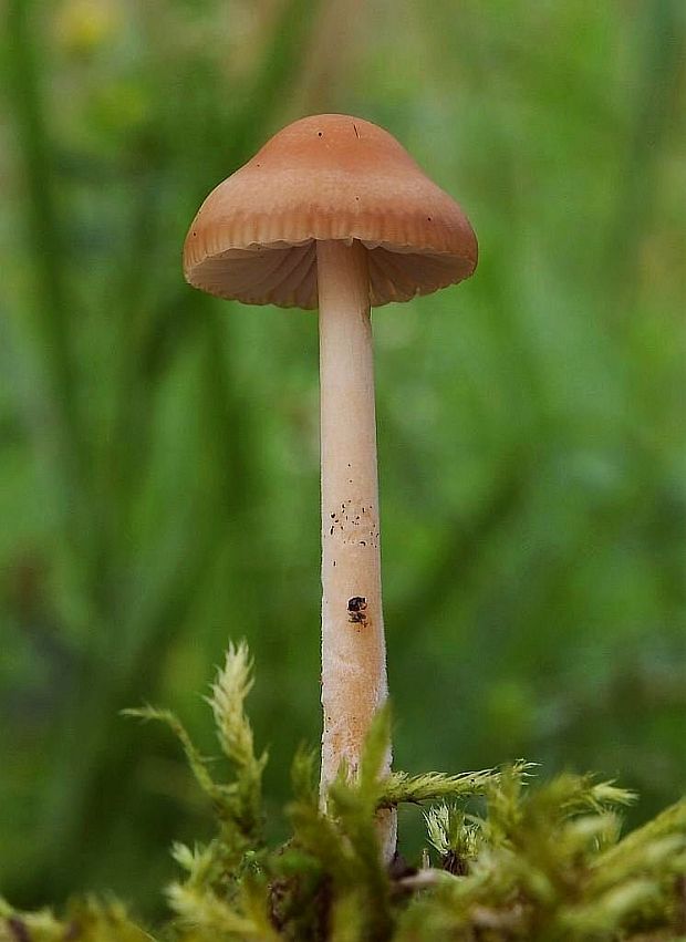 drobuľka Psathyrella sp.