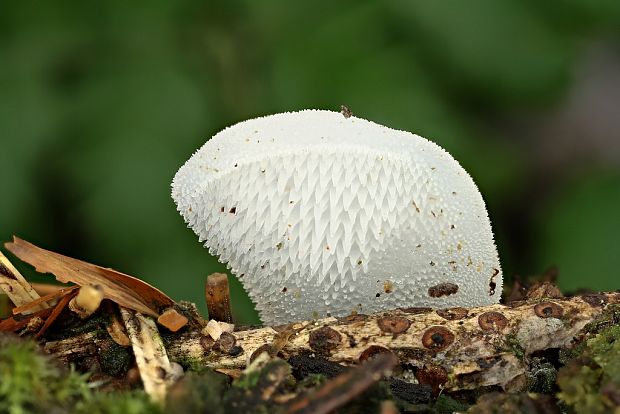 pajelenka želatínová Pseudohydnum gelatinosum (Scop.) P. Karst.