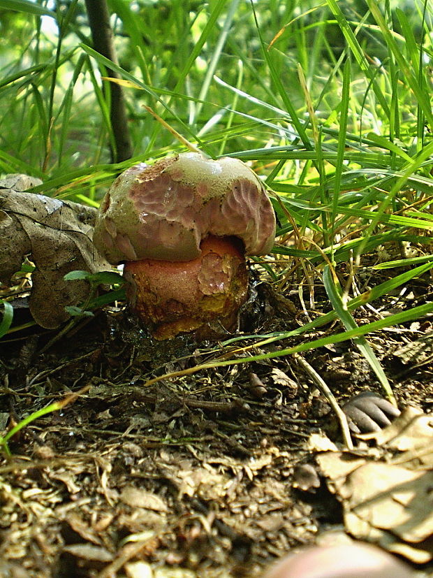 hríb Le Galovej Rubroboletus legaliae (Pilát & Dermek) Della Maggiora & Trassin.