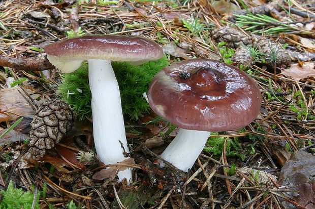 plávka horká Russula caerulea Fr.