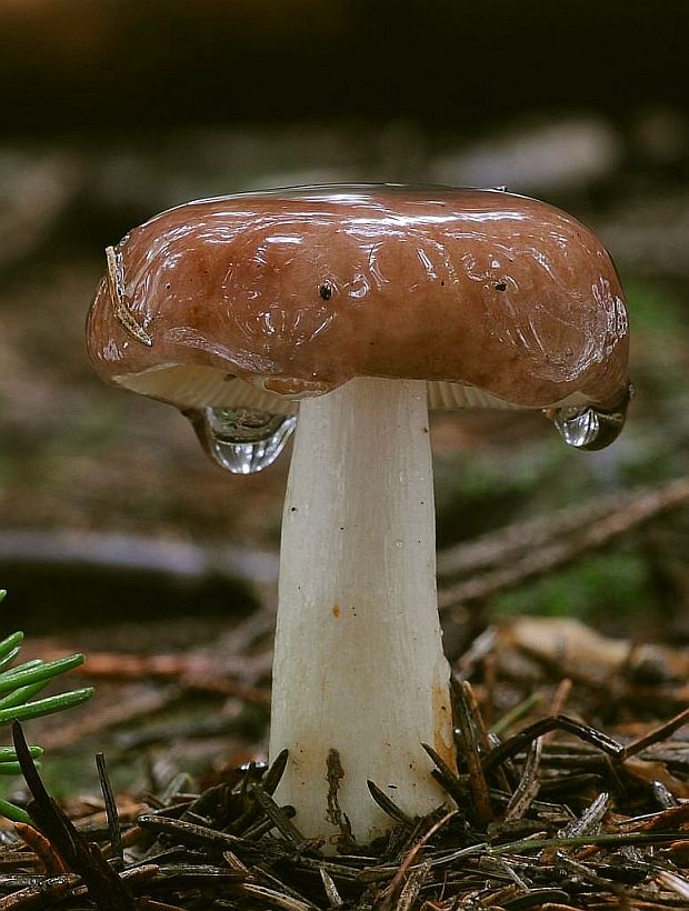 plávka Russula sp.