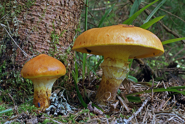 masliak smrekovcový Suillus grevillei (Klotzsch) Singer