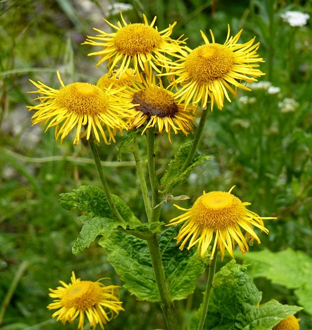 telekia ozdobná Telekia speciosa (Schreb.) Baumg.