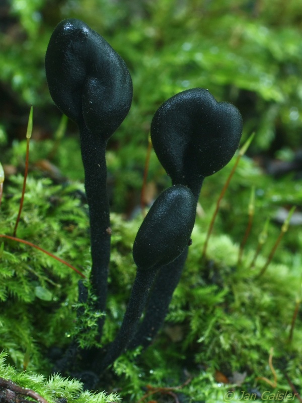 pajazýček chlpatý Trichoglossum hirsutum (Pers.) Boud.