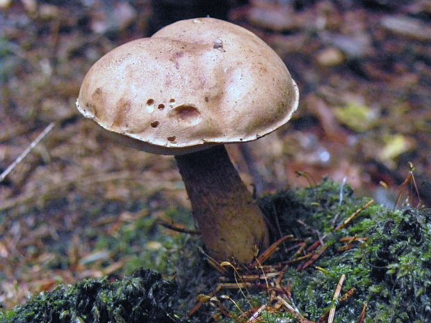 podhríb žlčový Tylopilus felleus (Bull.) P. Karst.