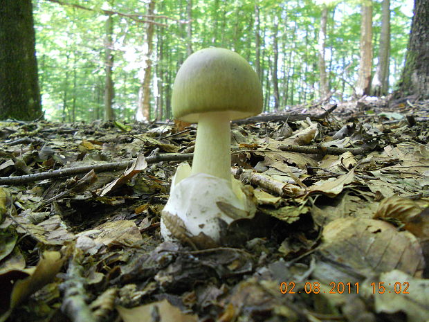 muchotrávka zelená Amanita phalloides (Vaill. ex Fr.) Link