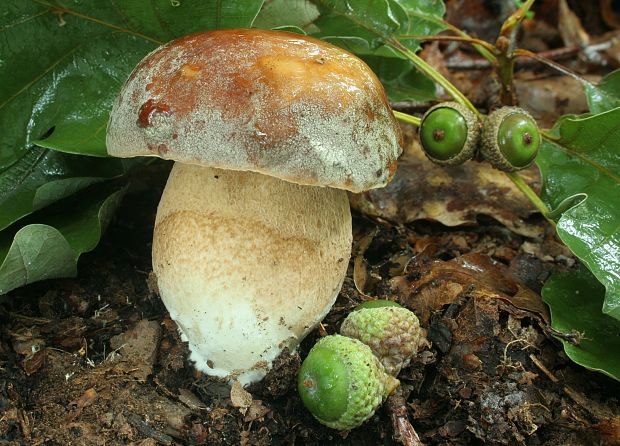 hríb bronzový Boletus aereus Bull. ex Fr.