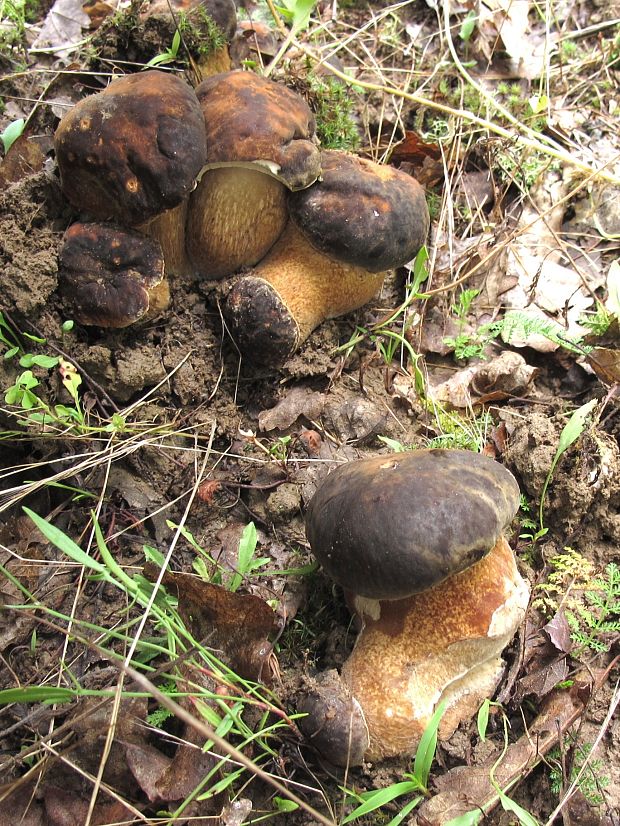 hríb bronzový Boletus aereus Bull. ex Fr.