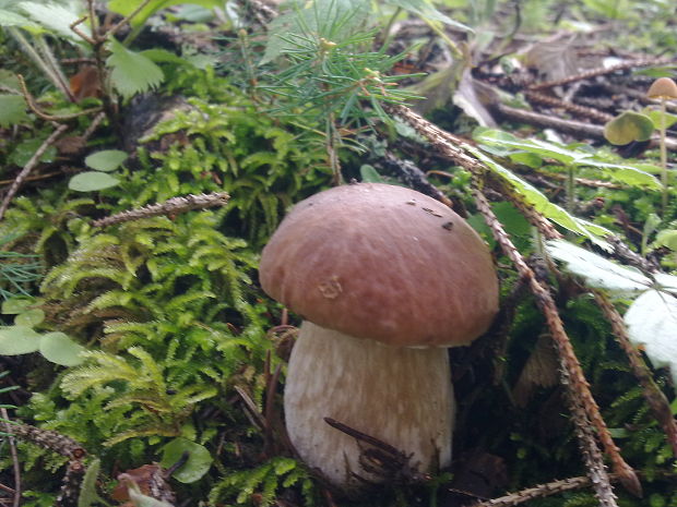 hríb smrekový Boletus edulis Bull.