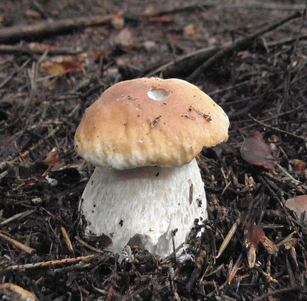 hríb smrekový Boletus edulis Bull.