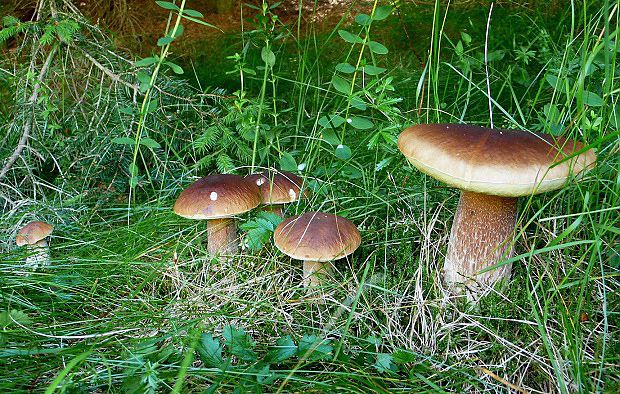 hríb smrekový Boletus edulis Bull.