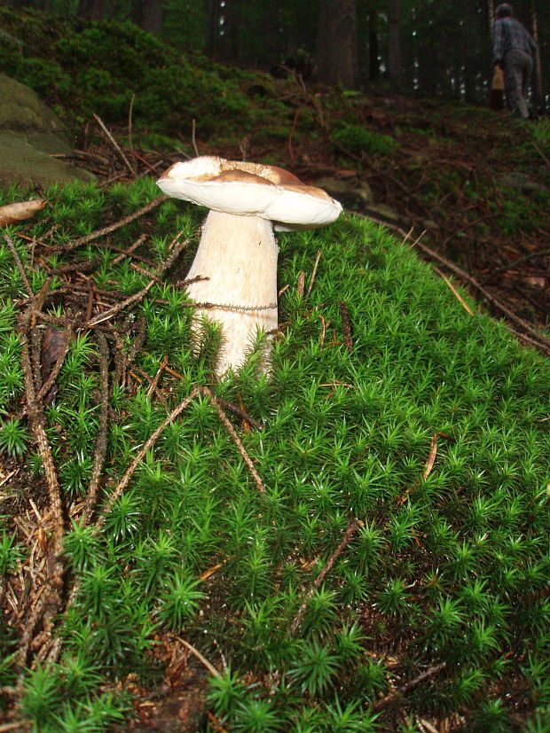 hríb smrekový Boletus edulis Bull.