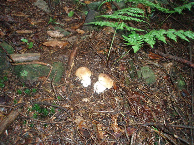 hríb smrekový Boletus edulis Bull.