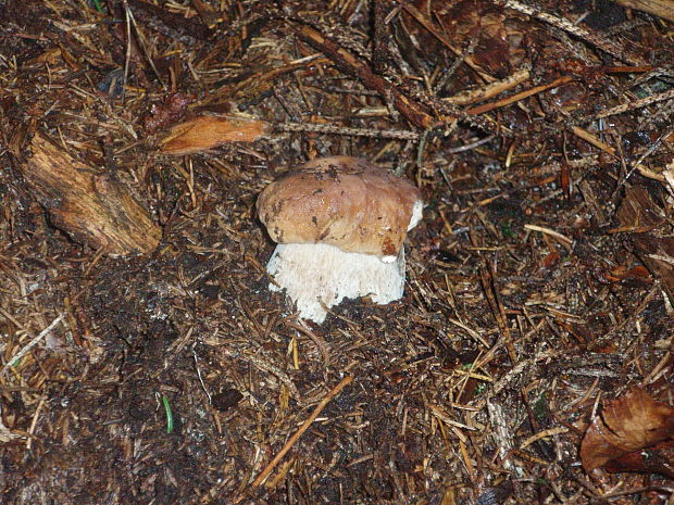 hríb smrekový Boletus edulis Bull.