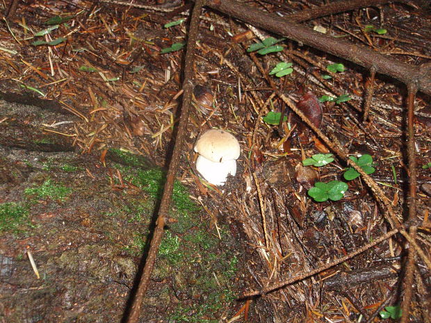 hríb smrekový Boletus edulis Bull.