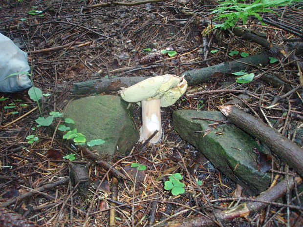 hríb smrekový Boletus edulis Bull.