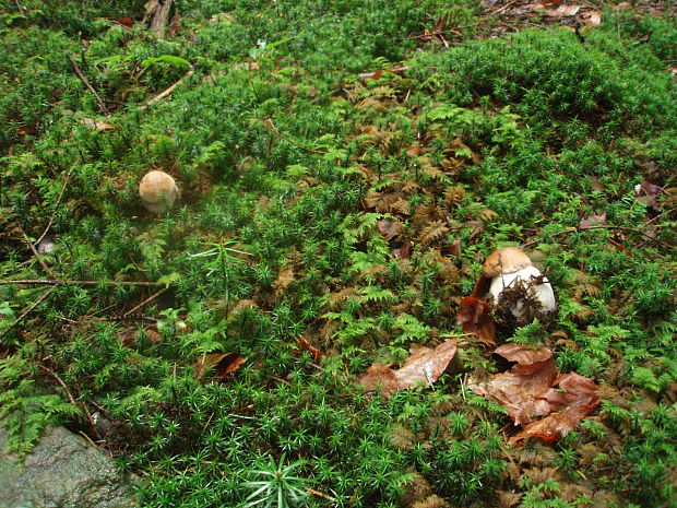 hríb smrekový Boletus edulis Bull.