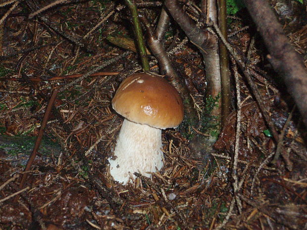 hríb smrekový Boletus edulis Bull.