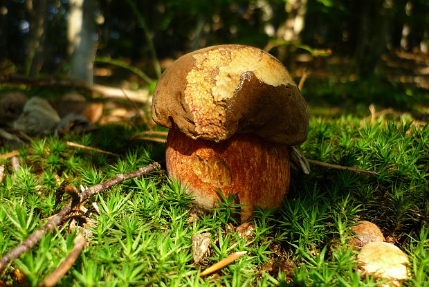 hríb siný? Boletus luridus? Schaeff. ex Fr.