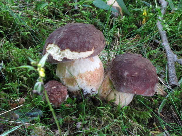 hríb sosnový Boletus pinophilus Pil. et Dermek in Pil.