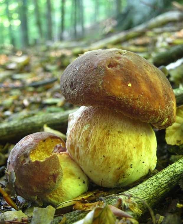 hríb sosnový Boletus pinophilus Pil. et Dermek in Pil.