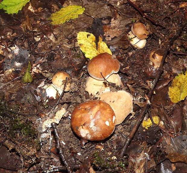 hríb dubový Boletus reticulatus Schaeff.