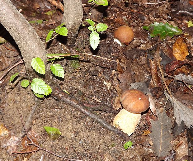 hríb dubový Boletus reticulatus Schaeff.