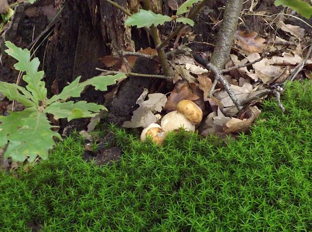 hríb dubový Boletus reticulatus Schaeff.