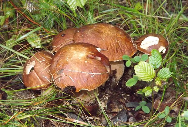 hríb dubový Boletus reticulatus Schaeff.