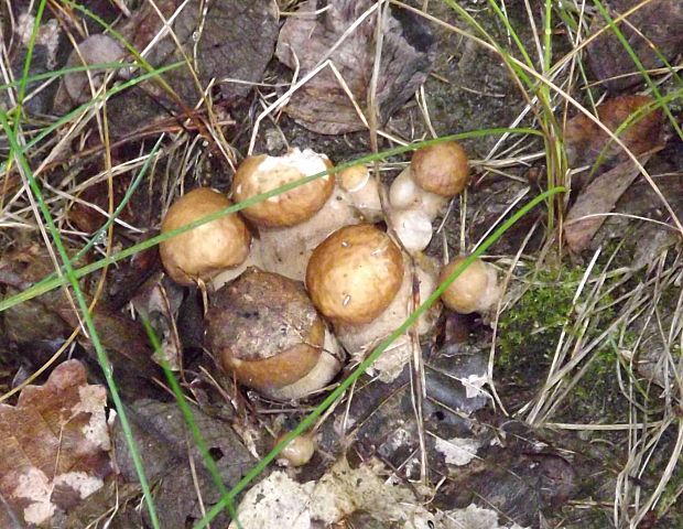 hríb dubový Boletus reticulatus Schaeff.