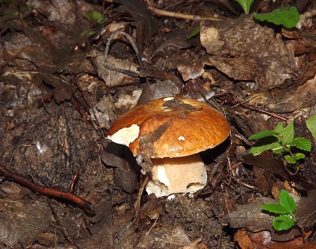 hríb dubový Boletus reticulatus Schaeff.