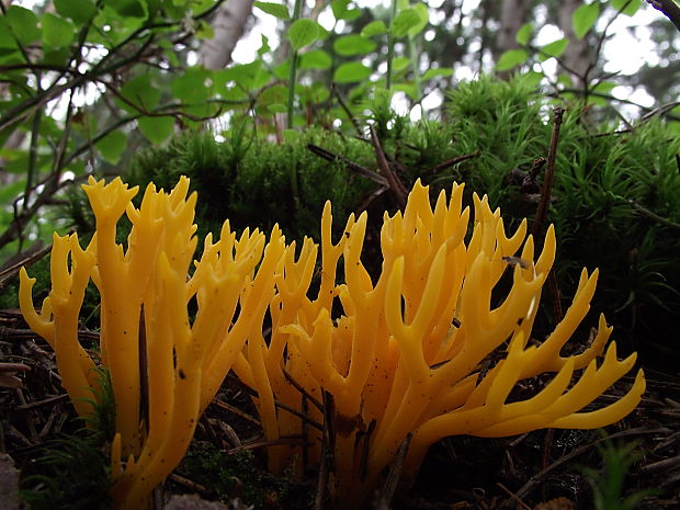 parôžkovec lepkavý Calocera viscosa (Pers.) Fr.