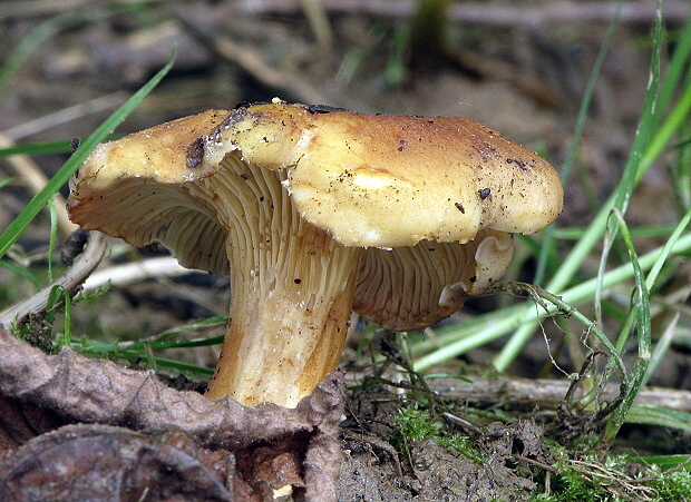 kuriatko jedlé ametystové Cantharellus amethysteus (Quél.) Sacc.