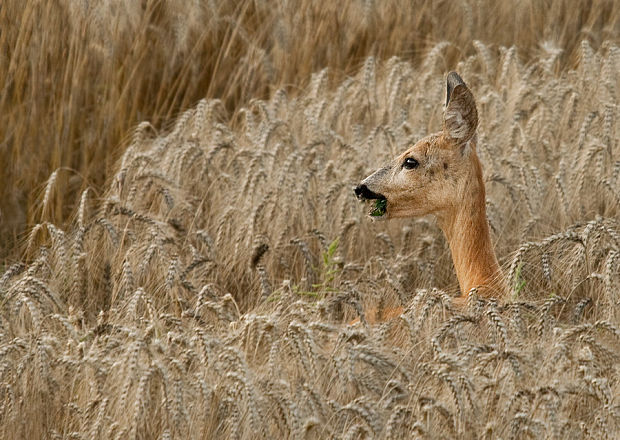 srnec hôrny  Capreolus capreolus