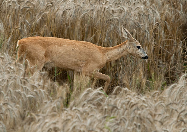 srnec hôrny  Capreolus capreolus