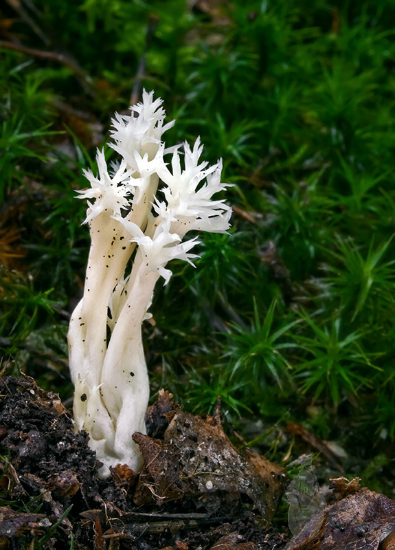 konárovka hrebenitá Clavulina coralloides (L.) J. Schröt.