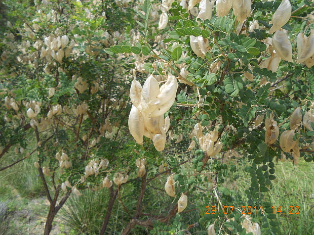 mechúrnik stromovitý Colutea arborescens L.