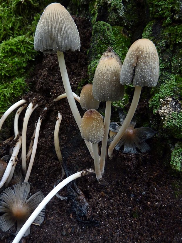 hnojník Coprinellus sp.